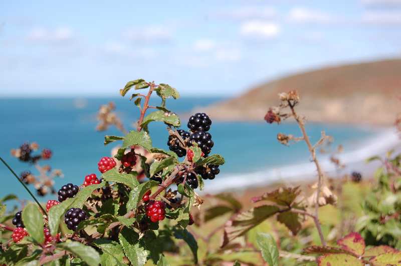 Blackberries on a background of bay of Écalgrain